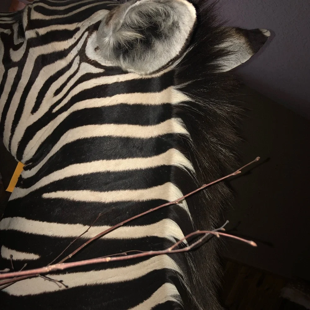 Taxidermy mature bull